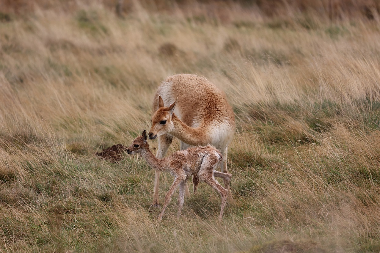 Vicuna mum and calf IMAGE: Amy Middleton 2024