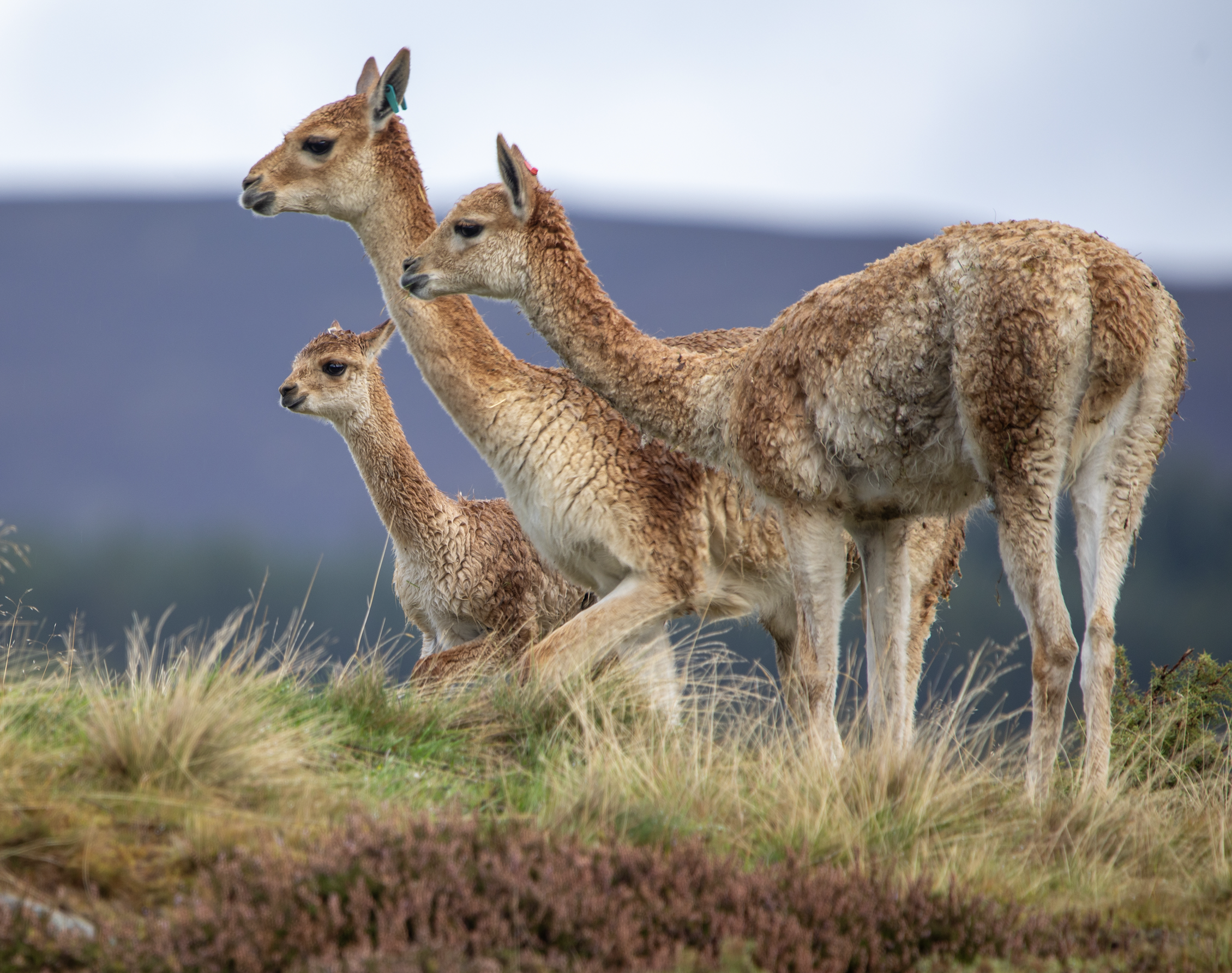 Vicuna cria Apu IMAGE OT 2026
