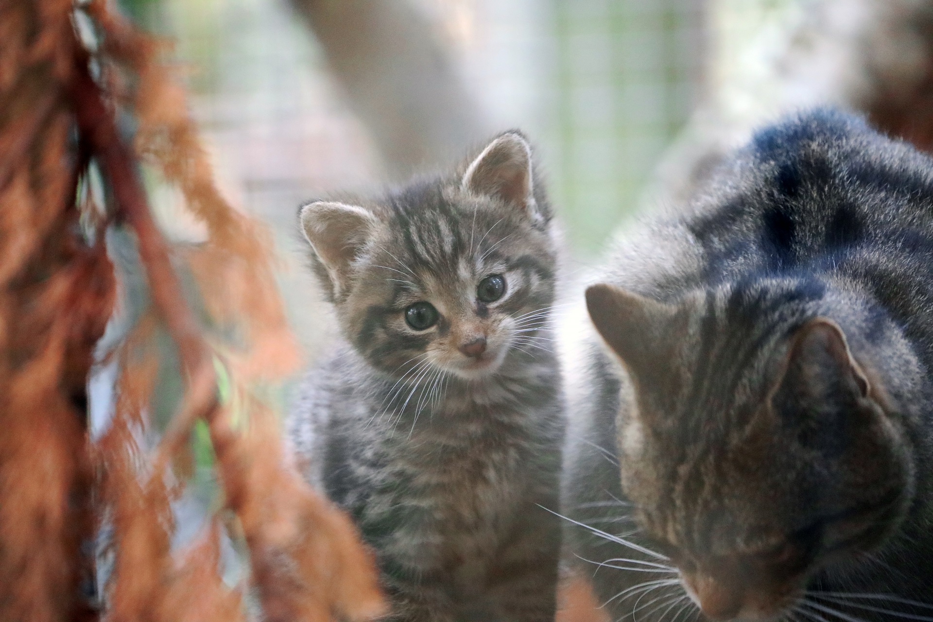 Tay wildcat kitten

IMAGE: Laura Moore 2025