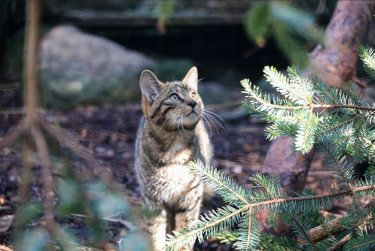 Young wildcat in enclosure at Highland Wildlife Park looking up

Image: ALLIE MCGREGOR 2023
