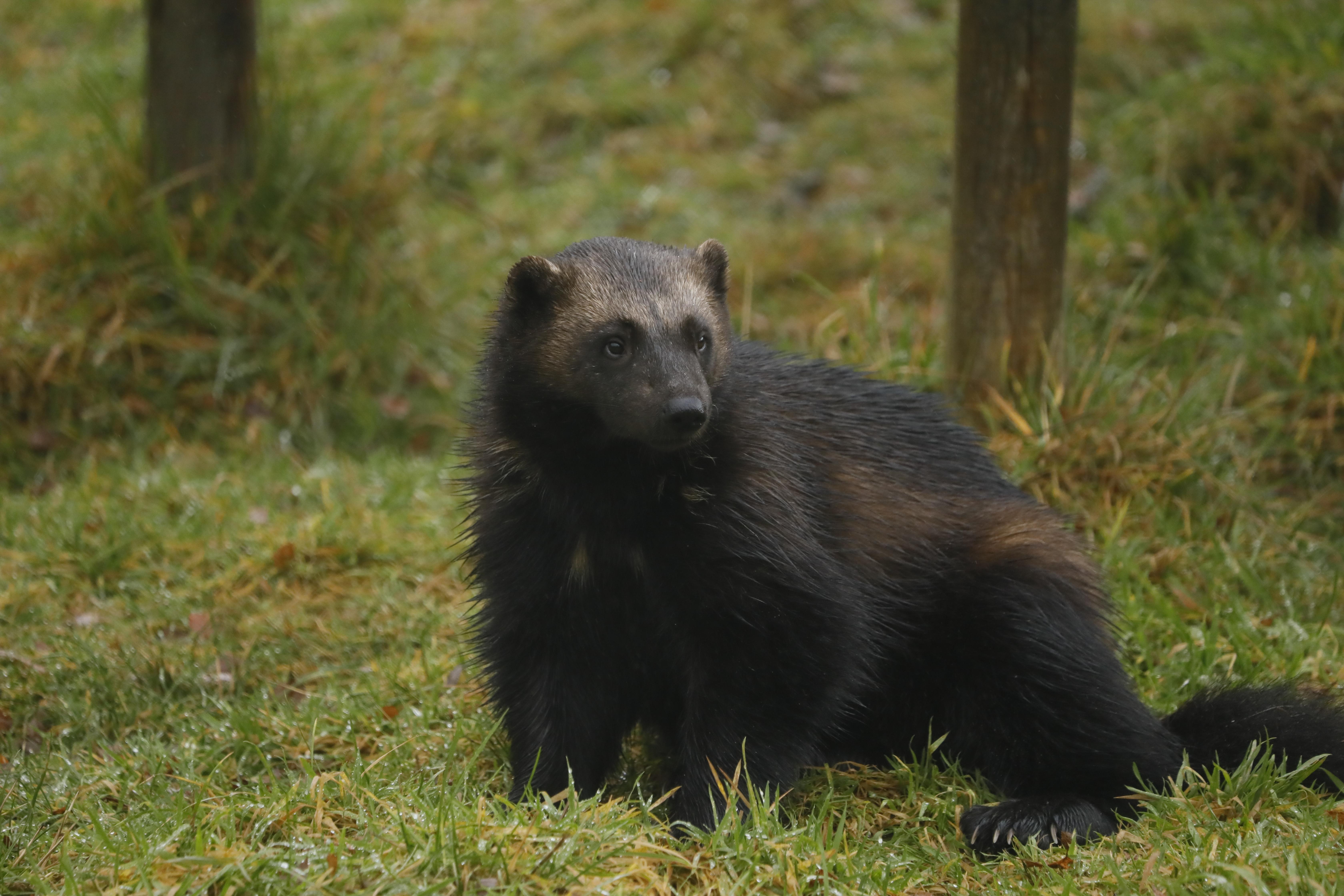 Wolverine sitting in the grass looking to the right IMAGE: Amy Middleton 2023