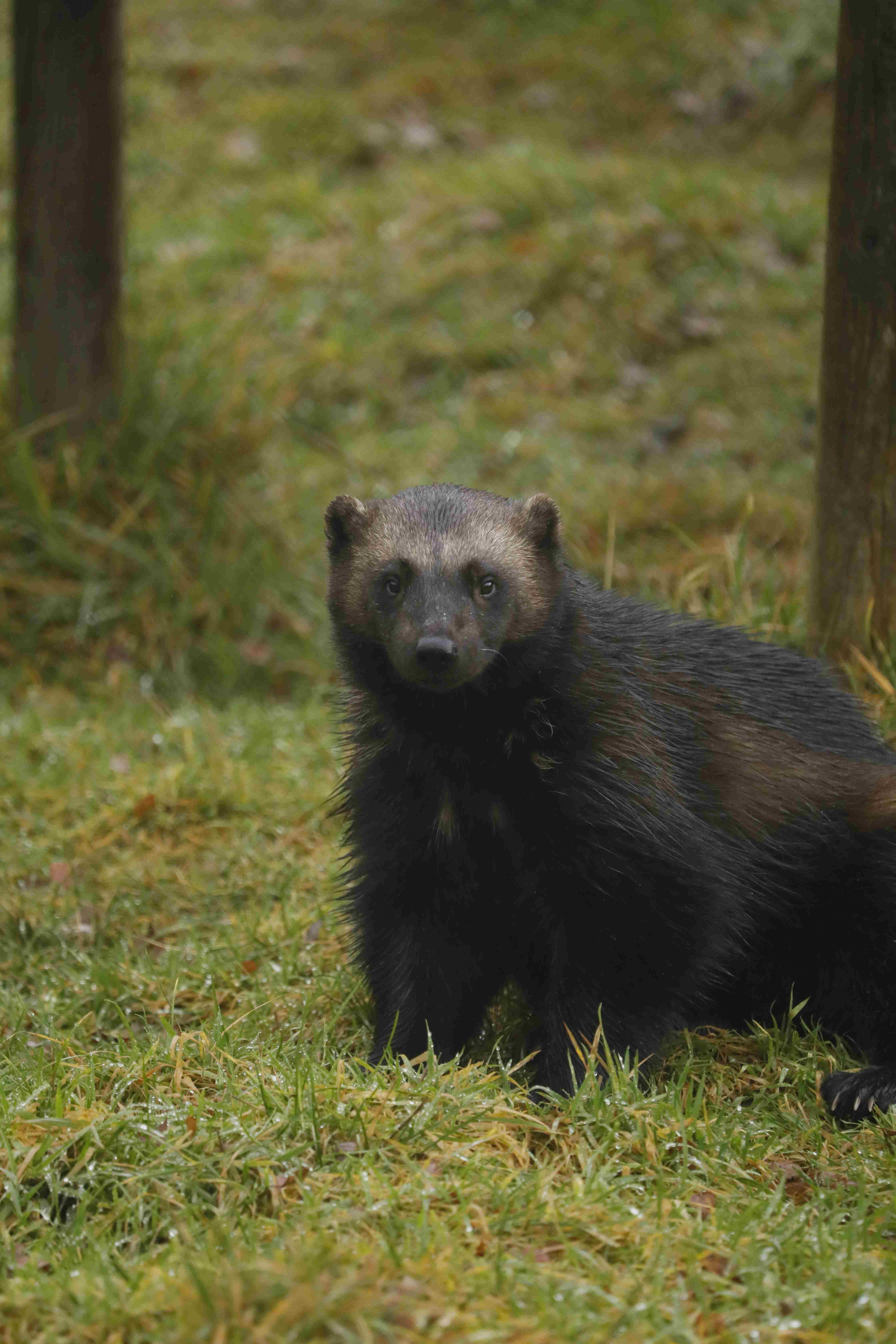 Wolverine sitting in the grass looking at camera [eye contact] IMAGE: Amy Middleton 2023