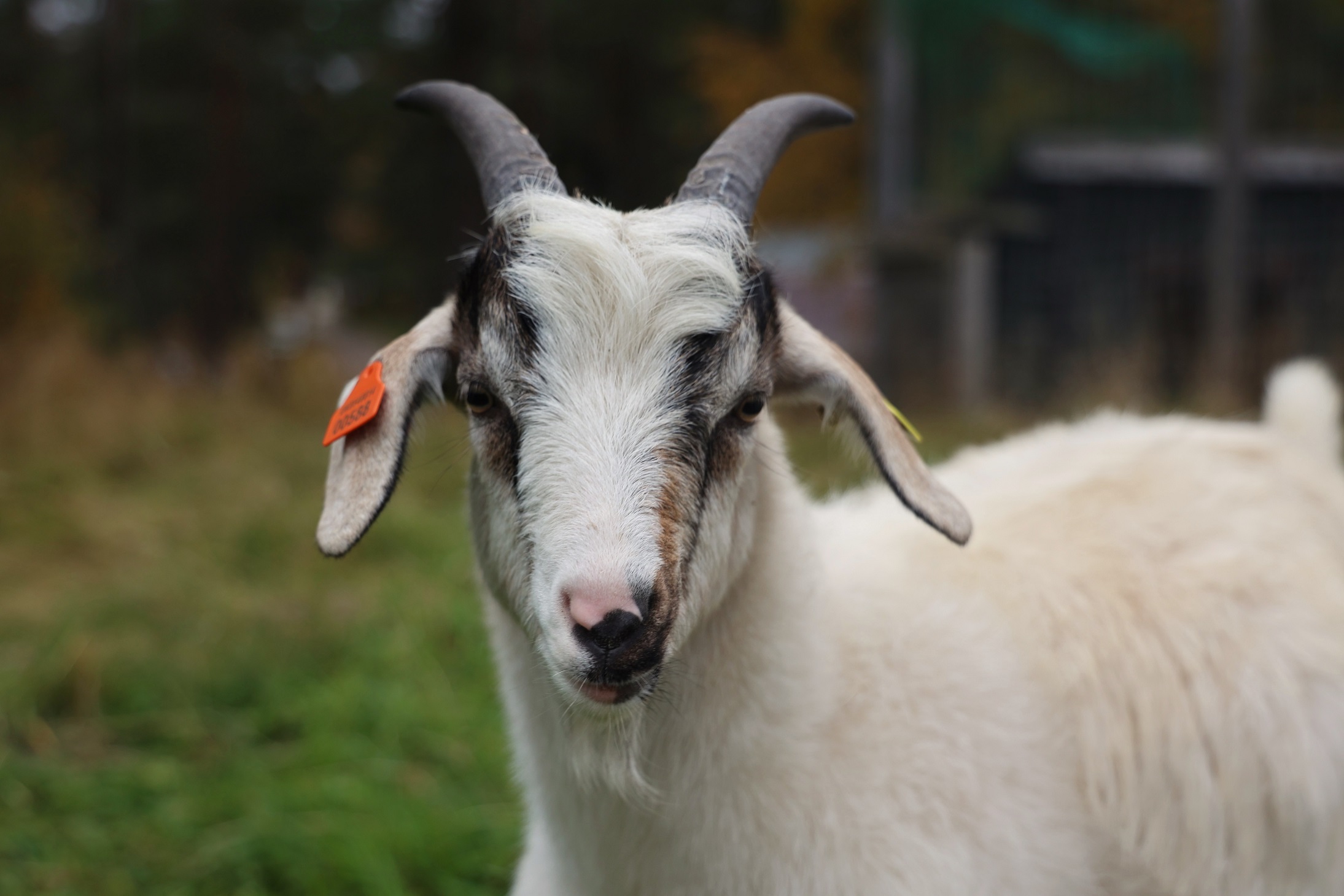 Cashmere goats

IMAGE: Amy Middleton 2024