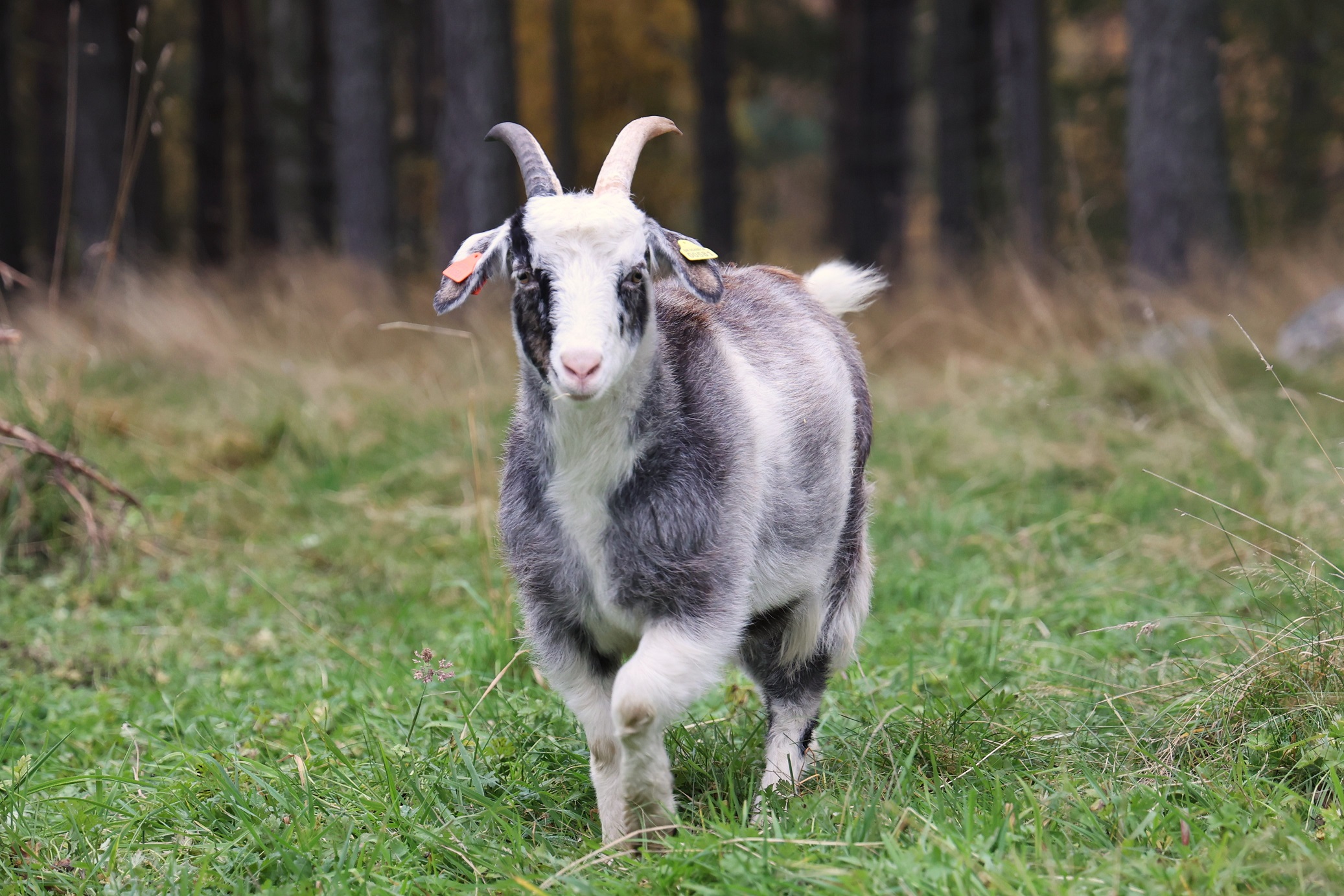 Cashmere goats

IMAGE: Amy Middleton 2024