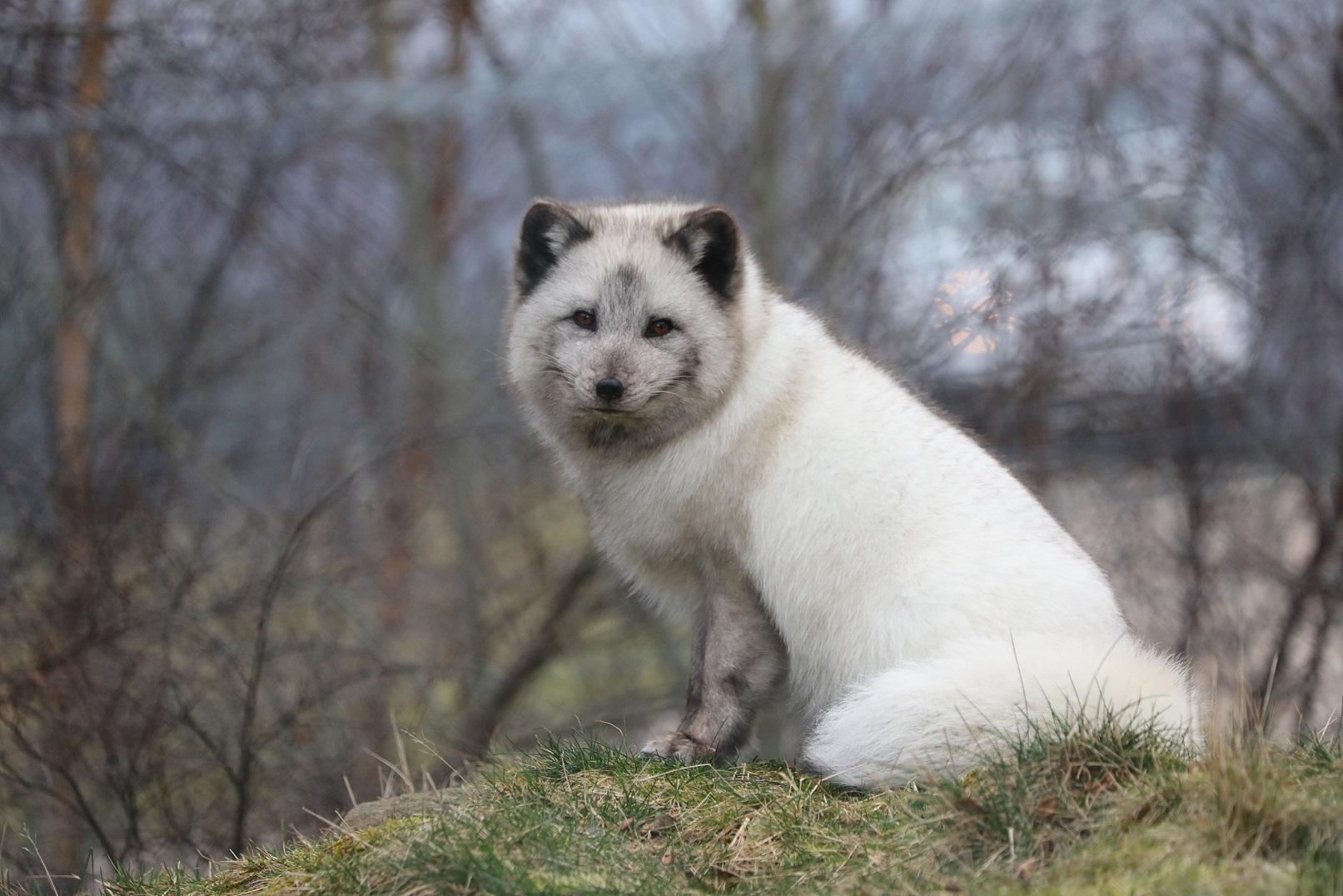 arctic fox sitting on hill looking at camera