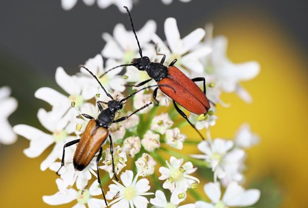 Bugs, Beatles and Beyond event image