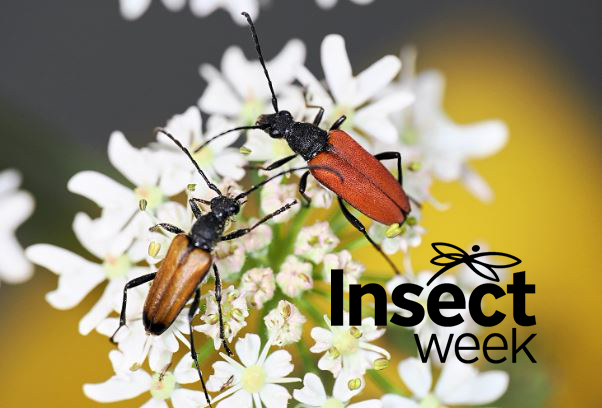 Bug, beetles and beyond event image with Insect Week logo.