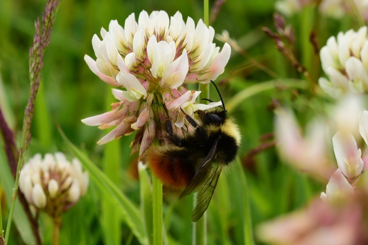broken belted bumblebee
