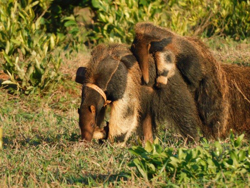 giant anteater with baby giant anteater on its back IMAGE: RZSS