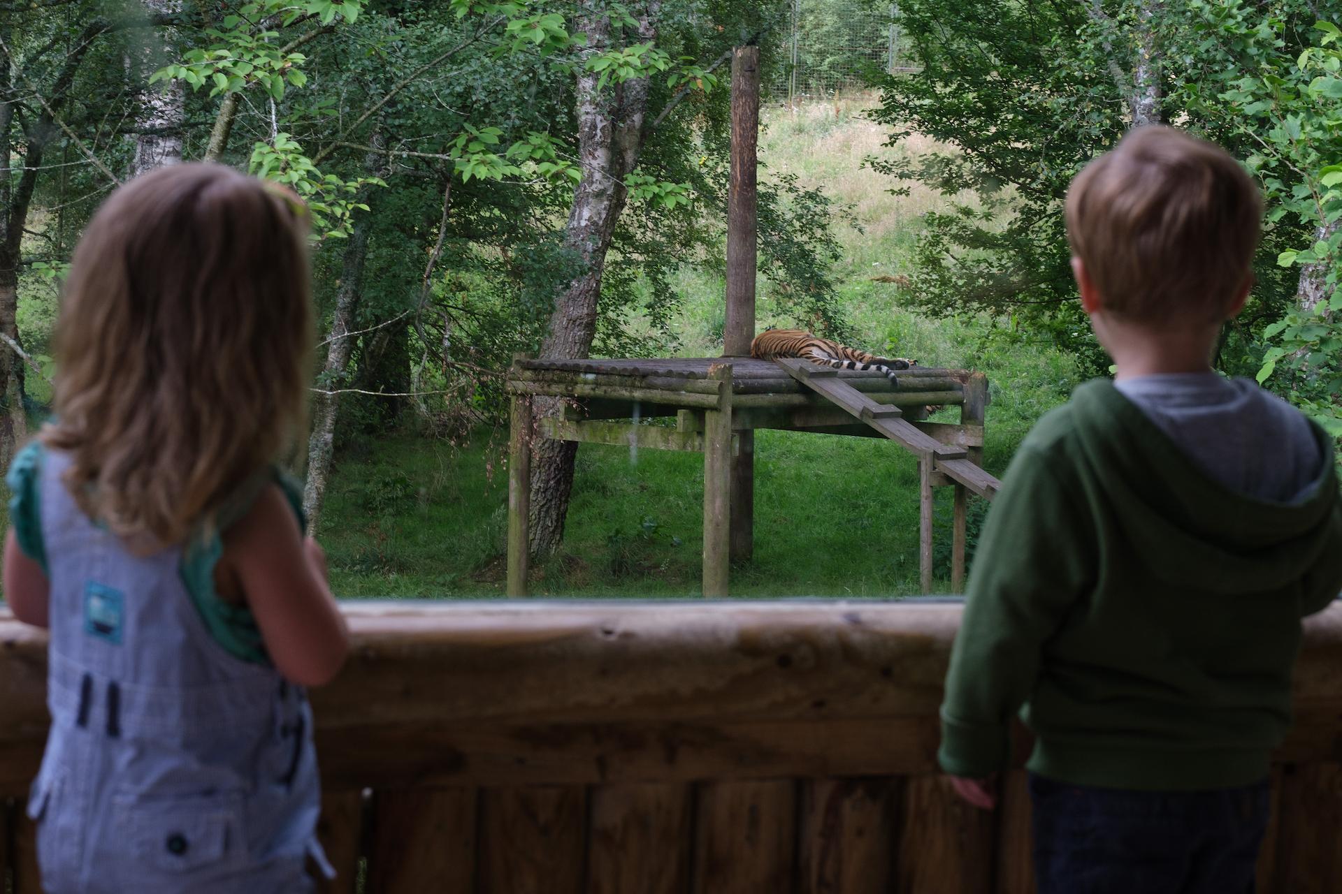 Highland Wildlife Park visitors (girl and boy) looking at sleeping amur tiger. IMAGE: Robin Mair 2022