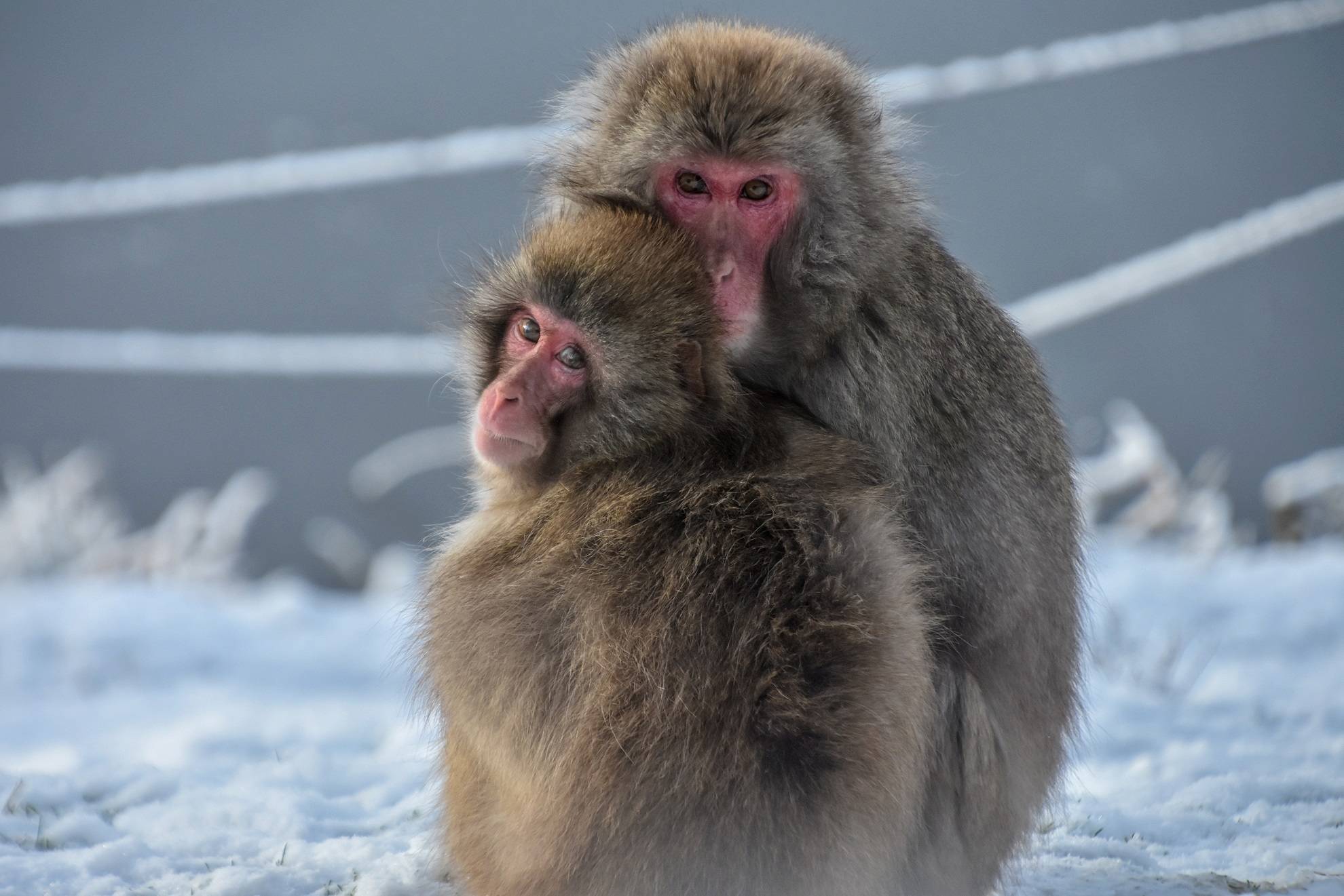 mother japanese macaque and baby macaque in the snow looking at camera