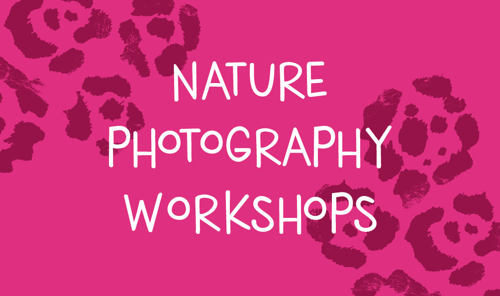 pink nature photography workshops graphic with snow leopard pattern