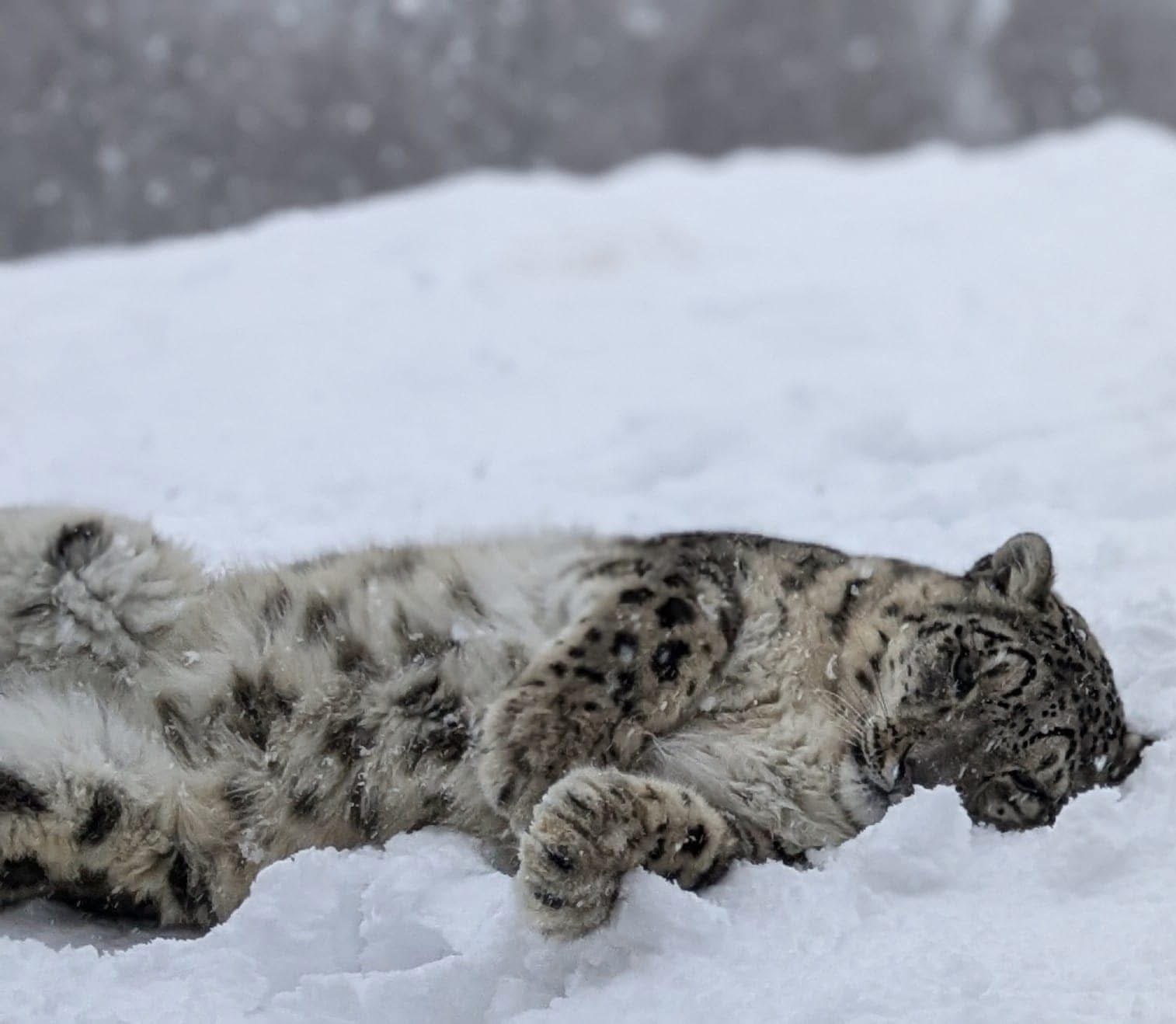 snow leopard rolling in snow