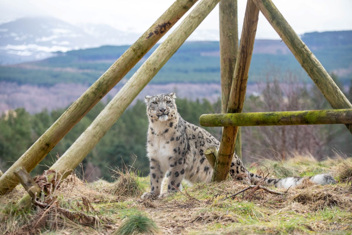 Koshi the snow leopard at Highland Wildlife Park with views of the Cairngorms in the background. IMAGE: William Austin-Lobley February 2026