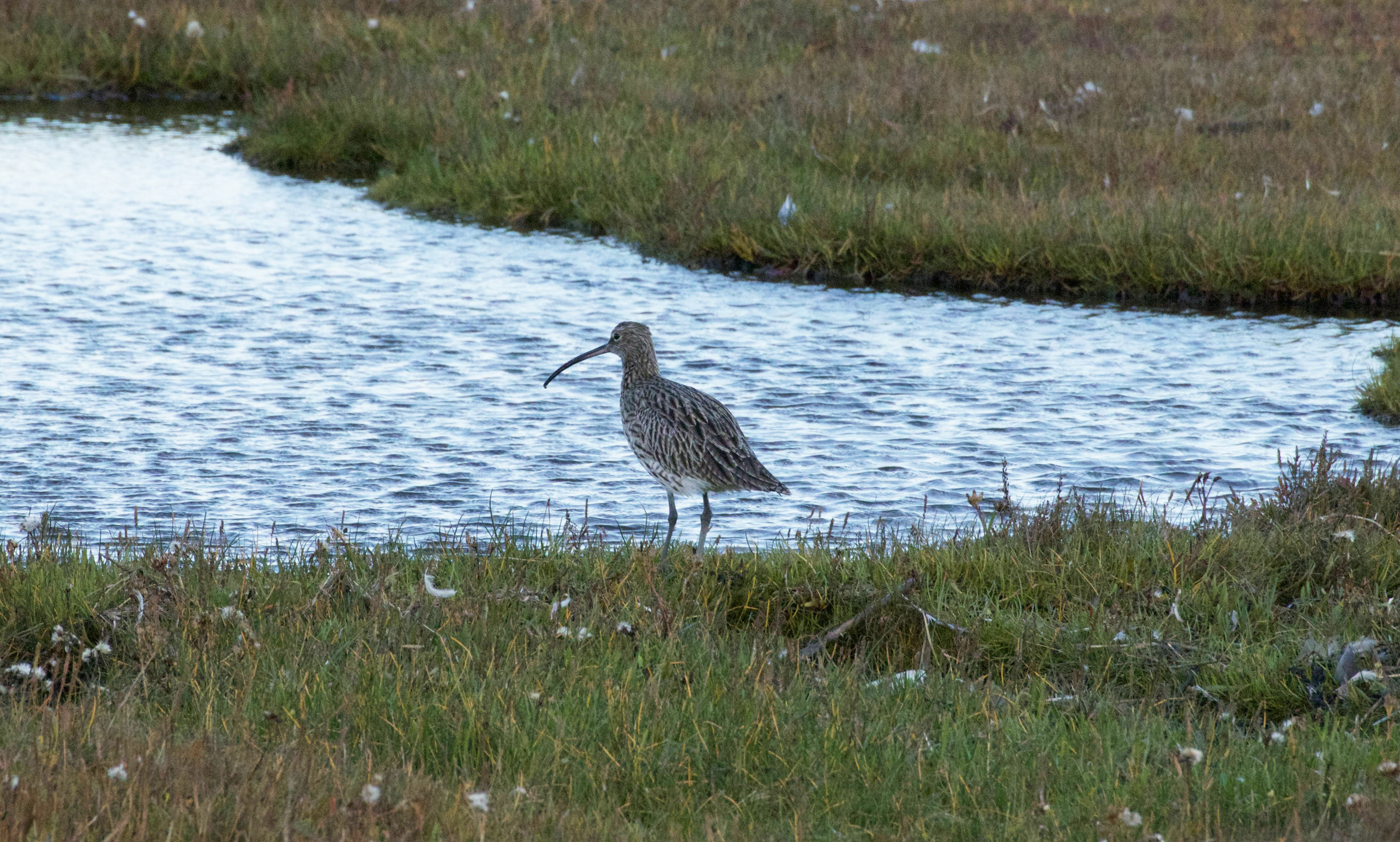 Wading bird event image. February 2025