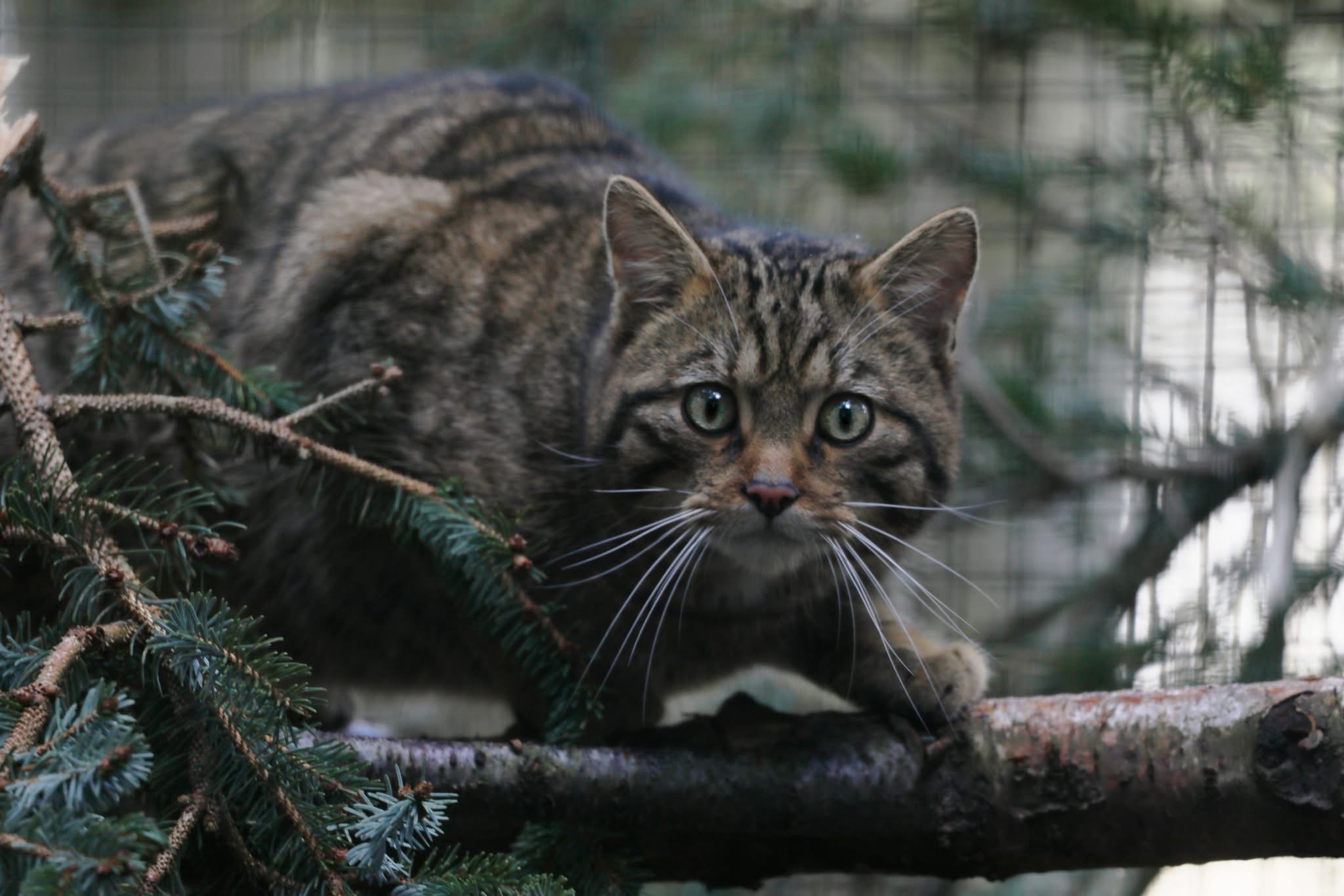 wildcat looking at the camera