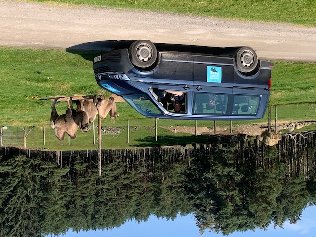 highland wildlife park mini bus next to camels in drive through reserve IMAGE: RZSS 2024