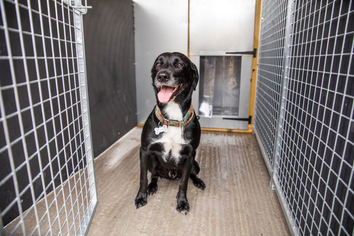 Highland Wildlife Bark dog kennels. IMAGE: Olivia Torley, August 2026