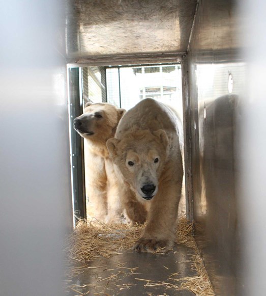 Male polar bears Arktos and Walker entering transportation box as part of training to be able to move him to Victoria's enclosure

Image: RZSS 2016