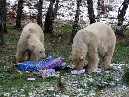 Arktos and Walker celebrating their birthdays  with wrapped box enrichment

Image: RZSS 2017