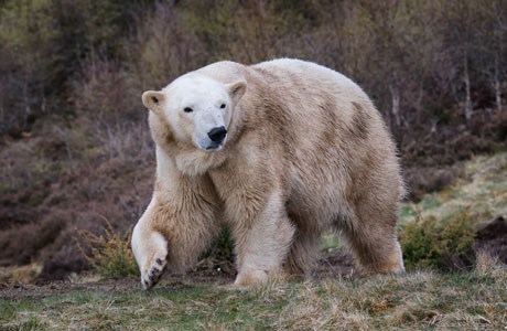 Polar bear Victoria walking through enclosure a little bit muddy

Image: 2015