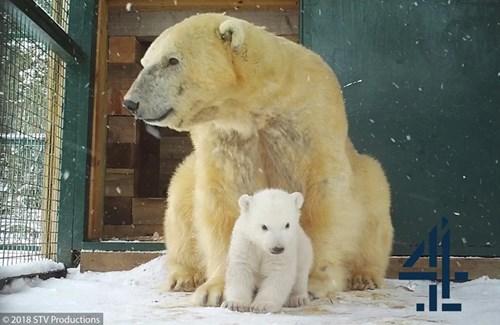 Polar bear cub Hamish first time outside sitting in front of mum Victoria in snow

Image: STV 2018