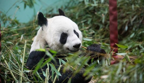 Giant panda Tian Tian eating in original enclosure surrounded by bamboo

Image: SIAN ADDISON 2018