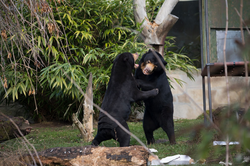 Sun bears Rotana and Babu both on hind legs engaging with each other in enclosure

Image: SIAN ADDISON 2019