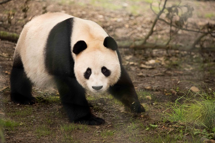 Giant panda Yang Guang walking looking toward camera