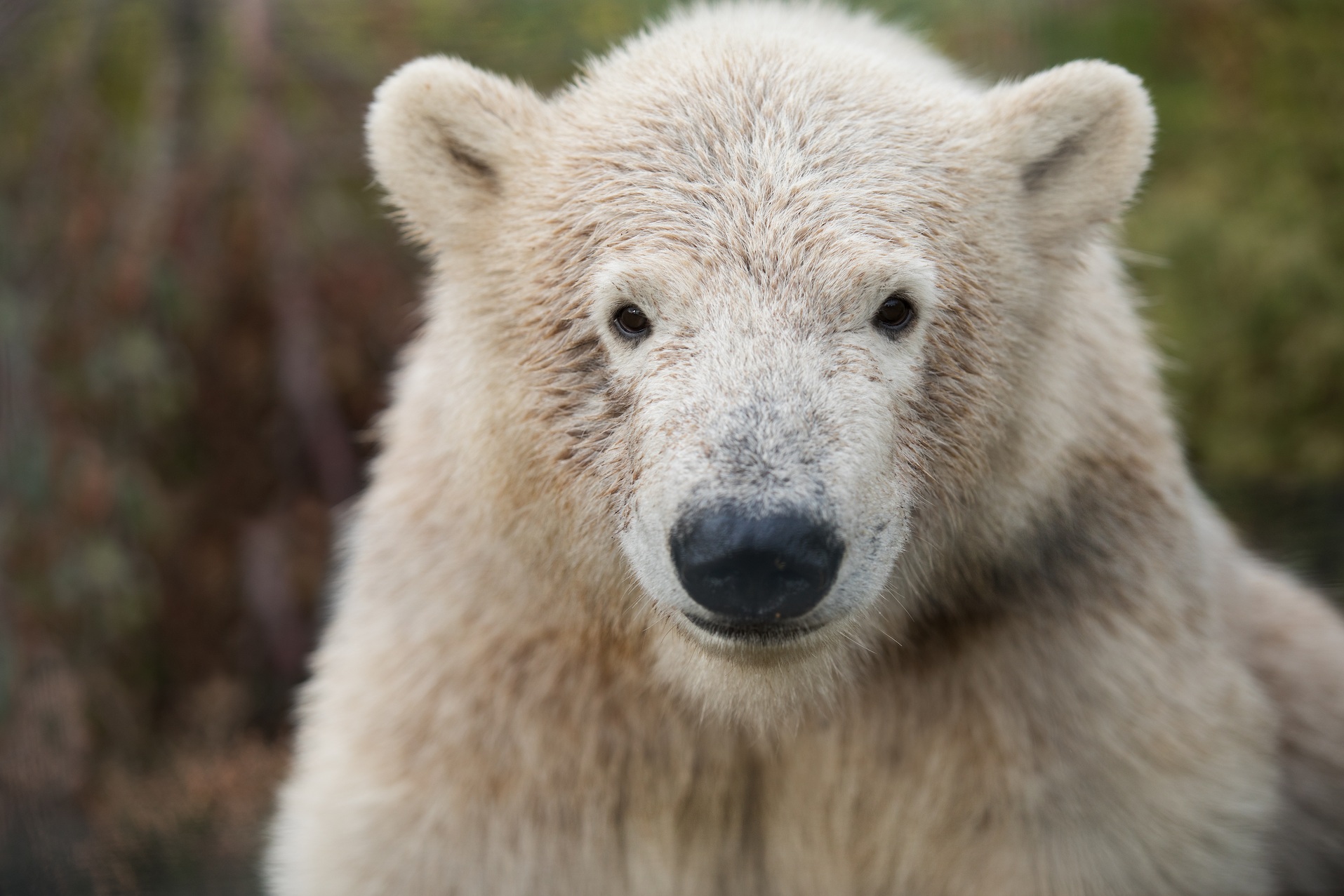 Hamish polar bear cub sitting facing camera filling the frame eye contact

Image: SIAN ADDISON 2020