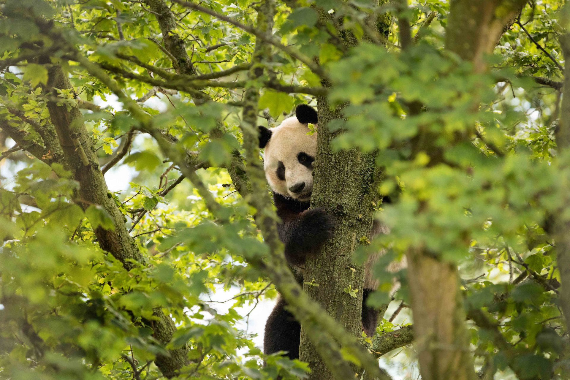 Giant panda Yang Guang climbing in tree peeking out between leaves and branches

Image: RZSS 2020