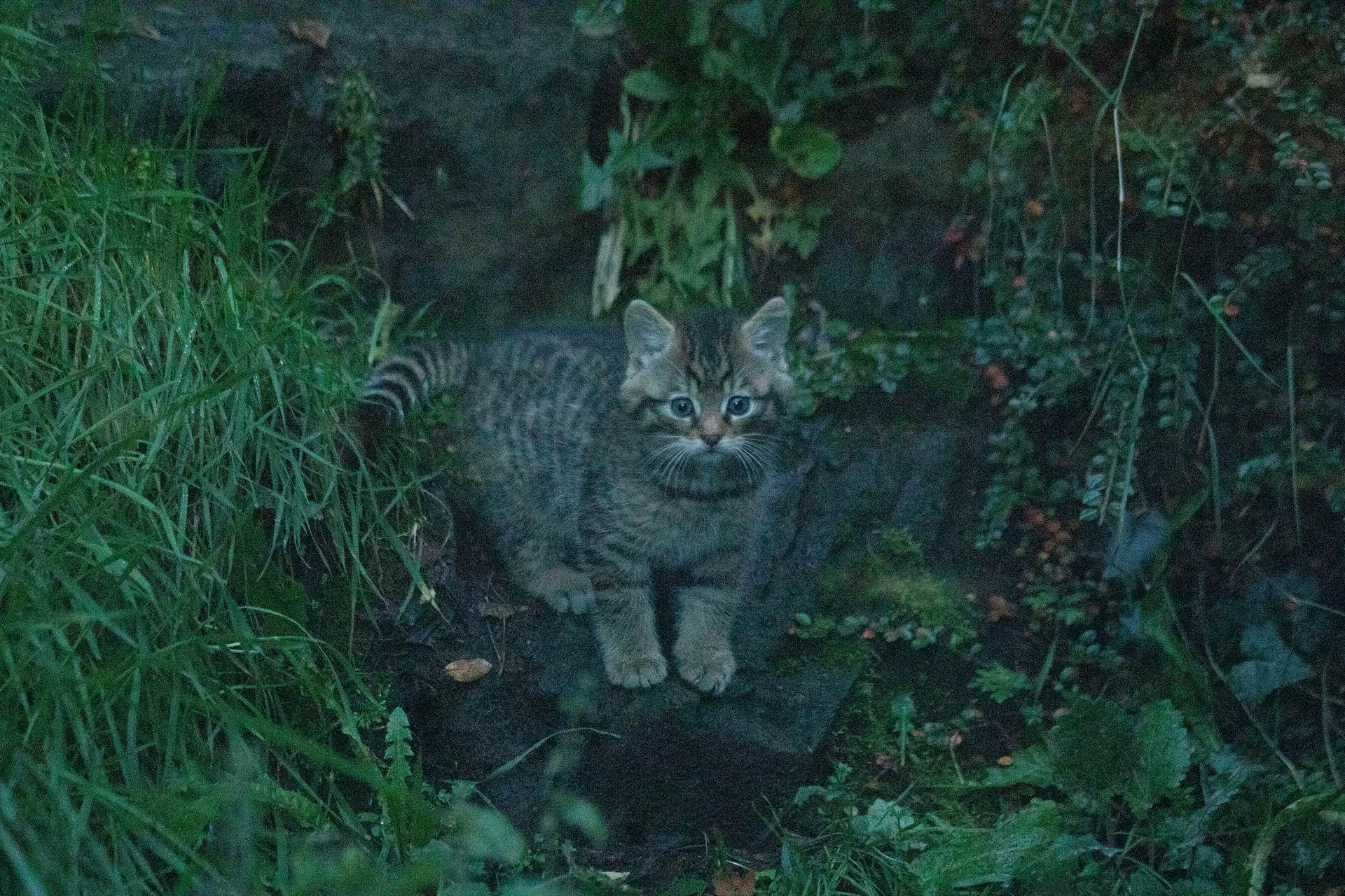 wildcat kitten in enclosure at Edinburgh Zoo looking toward camera

Image: LAURA MOORE 2020