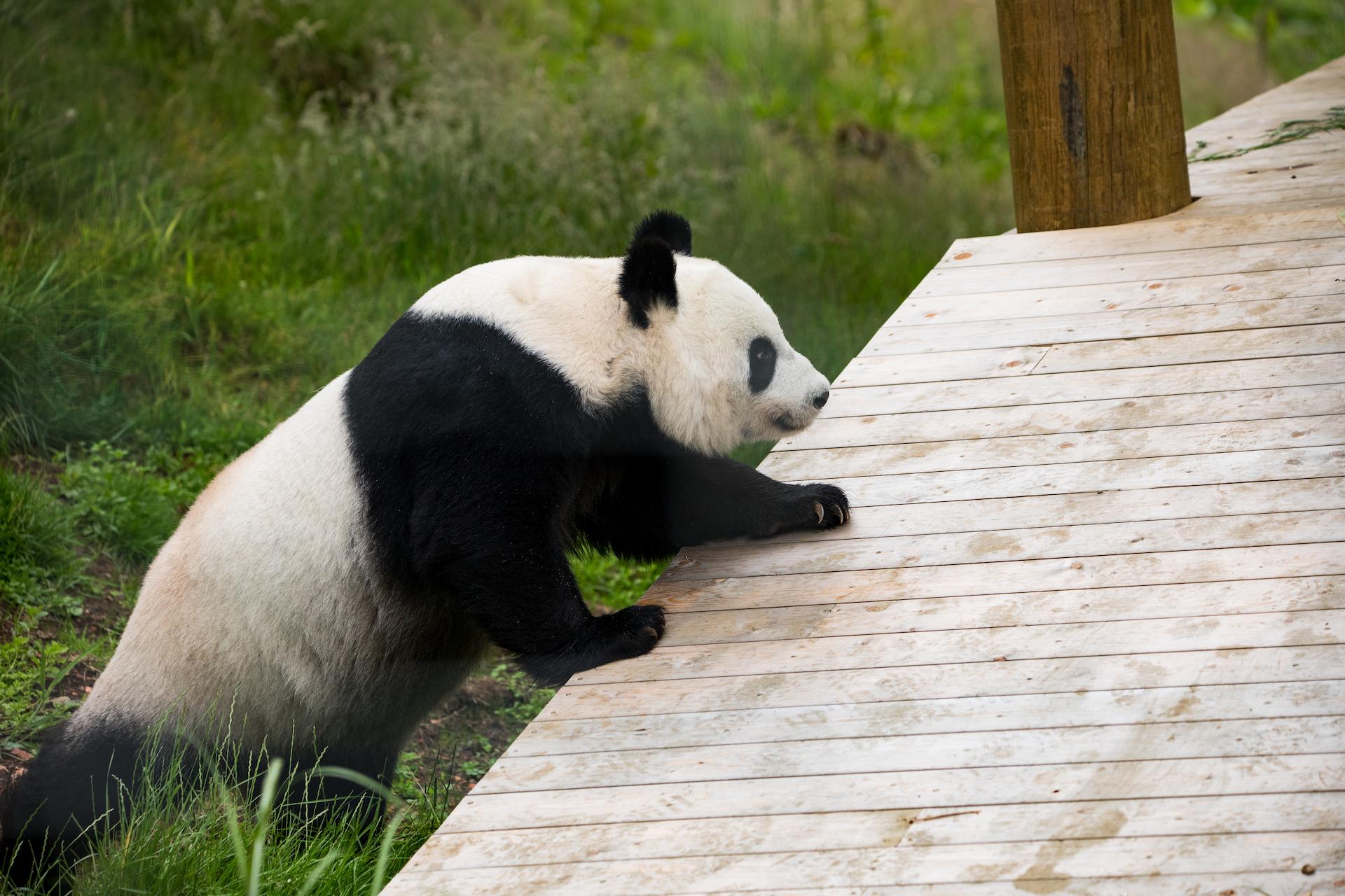 Giant panda Tian Tian climbing up on to wooden climbing frame ramp
