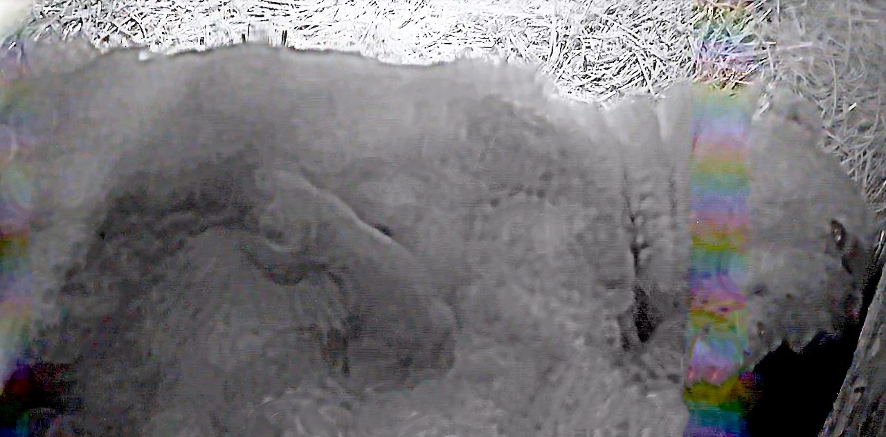 Black and white still from CCTV footage in polar bear den with Victoria and Brodie