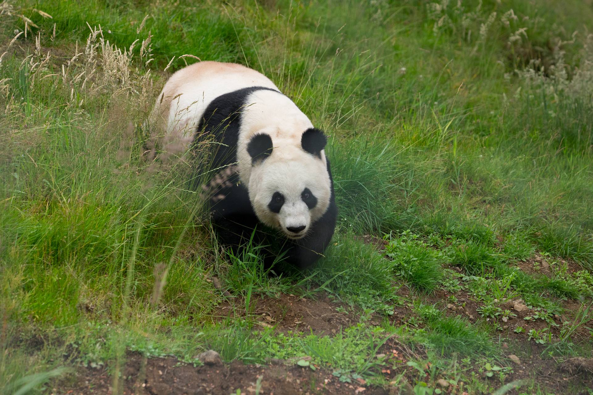 Giant panda Tian Tian walking through grass toward camera

Image: SIAN ADDISON 2019