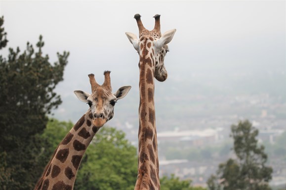 Giraffes outside for the first time in new enclosure at Edinburgh Zoo. One looking toward camera and one looking away.

Image: SIAN ADDISON 2021