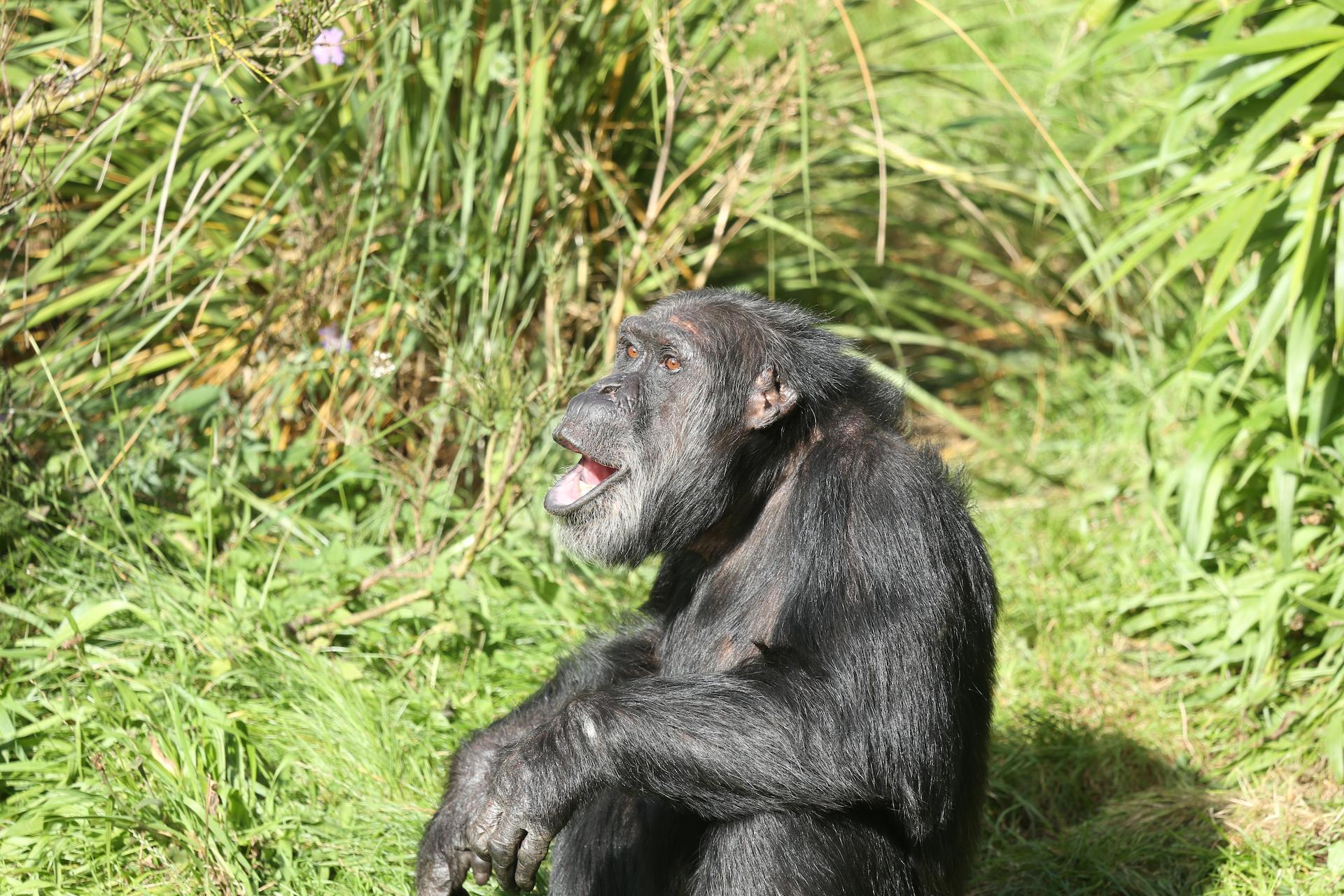 Chimpanzee David sitting in grass with mouth open

