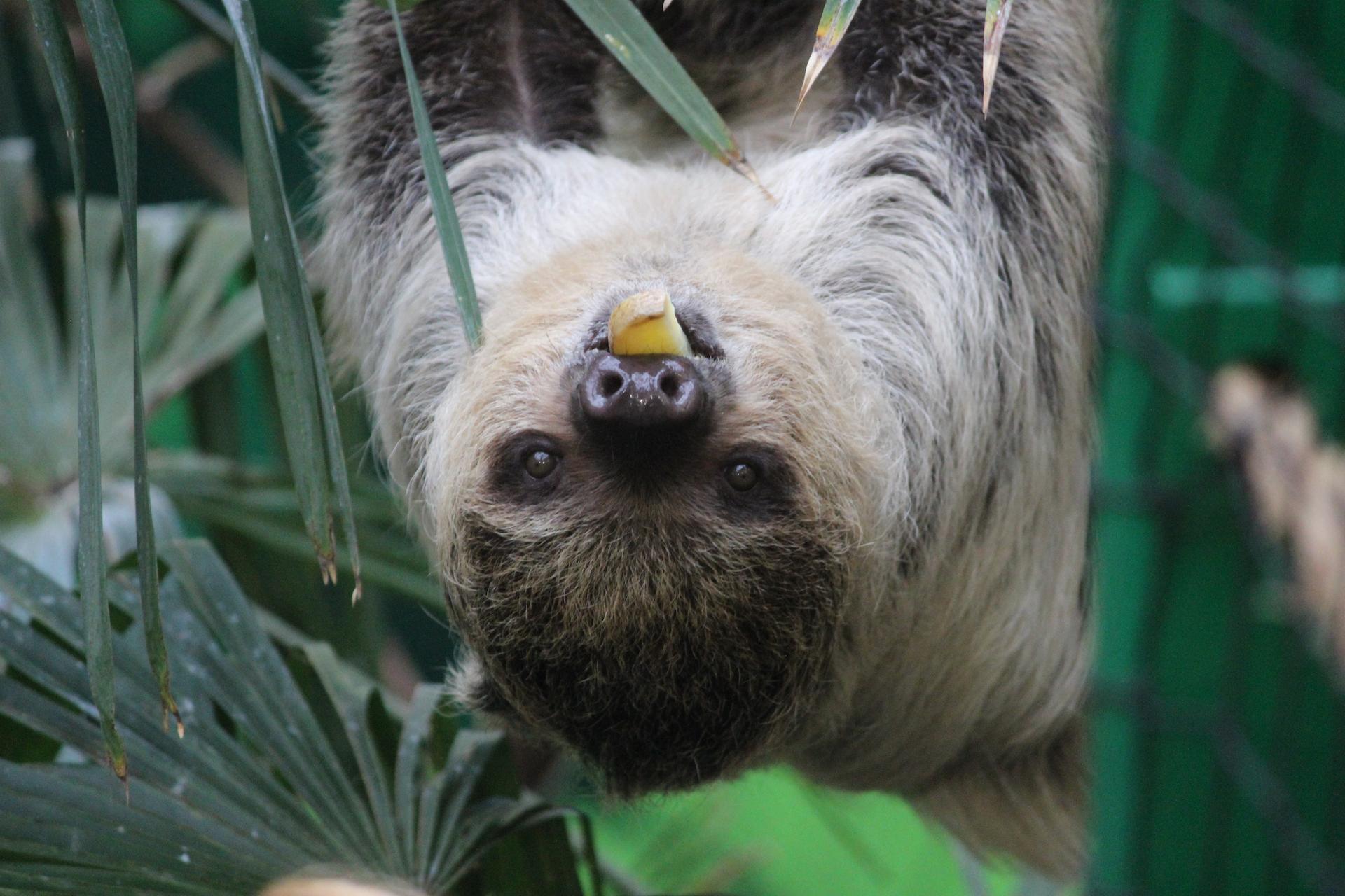 Sloth Feira hanging upside down with fruit in her mouth eye contact

Image: HOLLIE WATSON 2021