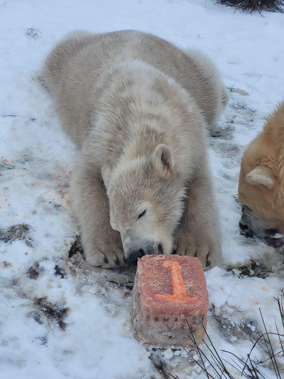 Brodie polar bear lying down in snow enjoying special ice treat on his first birthday

Image: 2022