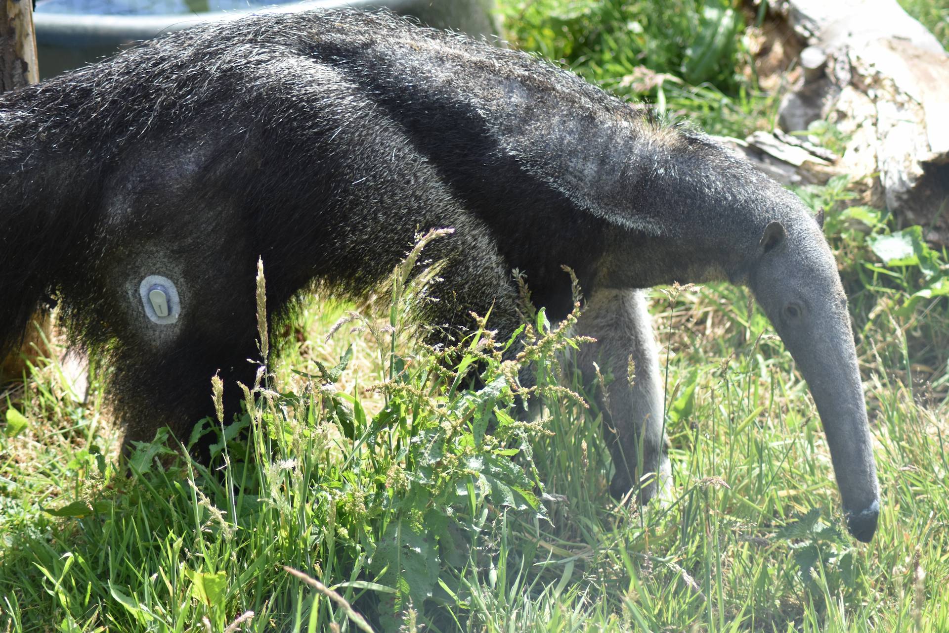 Giant anteater Nala with blood glucose monitor visible

Image: 2022