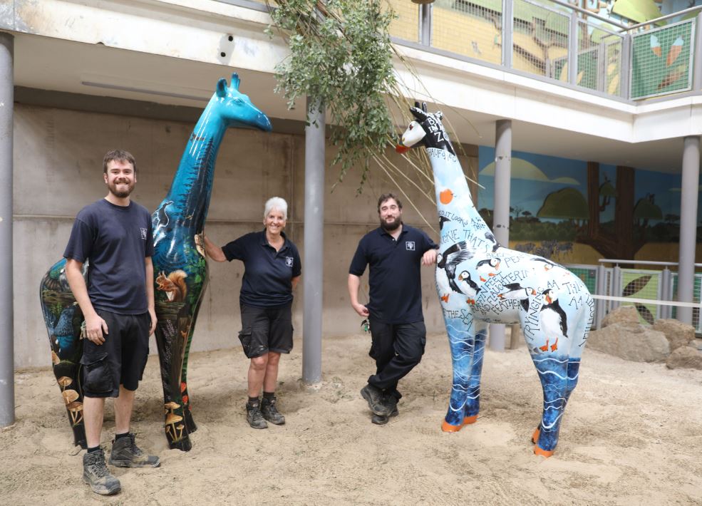 Hoofstock keepers Jonny, Craig, Mo with giraffe about town sculptures in giraffe enclosure

Image: 2022
