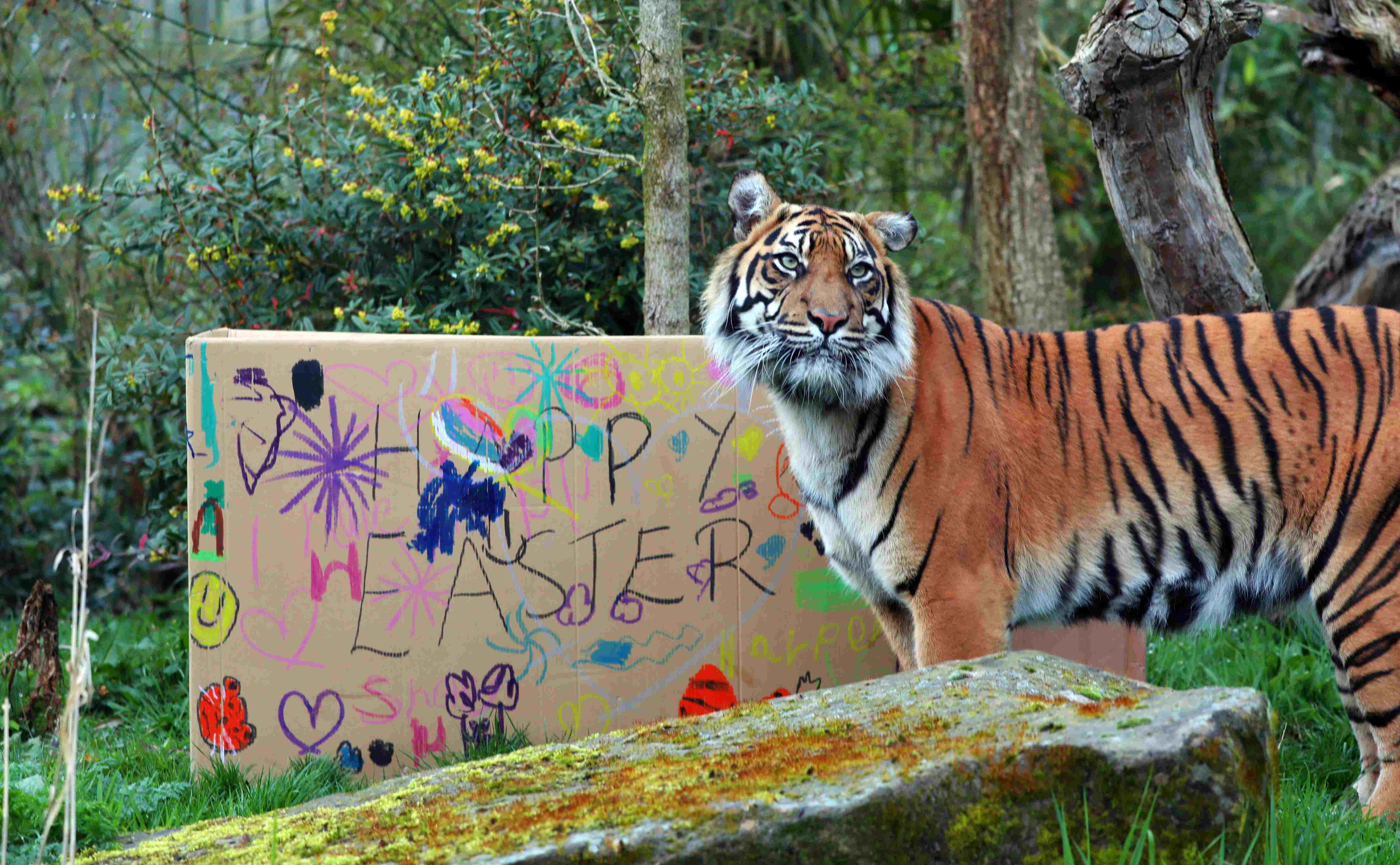 Sumatran tiger Dharma standing next to large box decorated by children supported by Edinburgh Children's Hospital Charity ECHC

Image: AMY MIDDLETON 2023