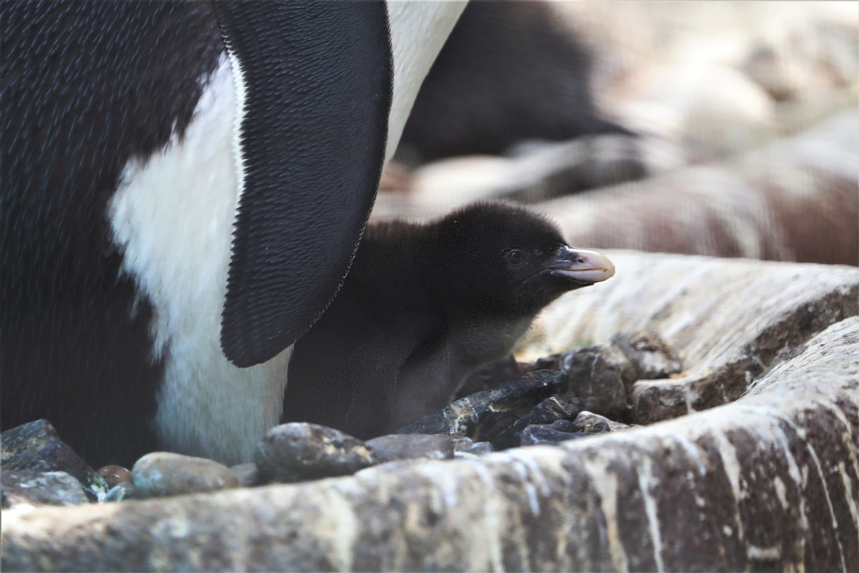A northern rockhopper chick and parent Pinhead

IMAGES: Amy Middleton 2023