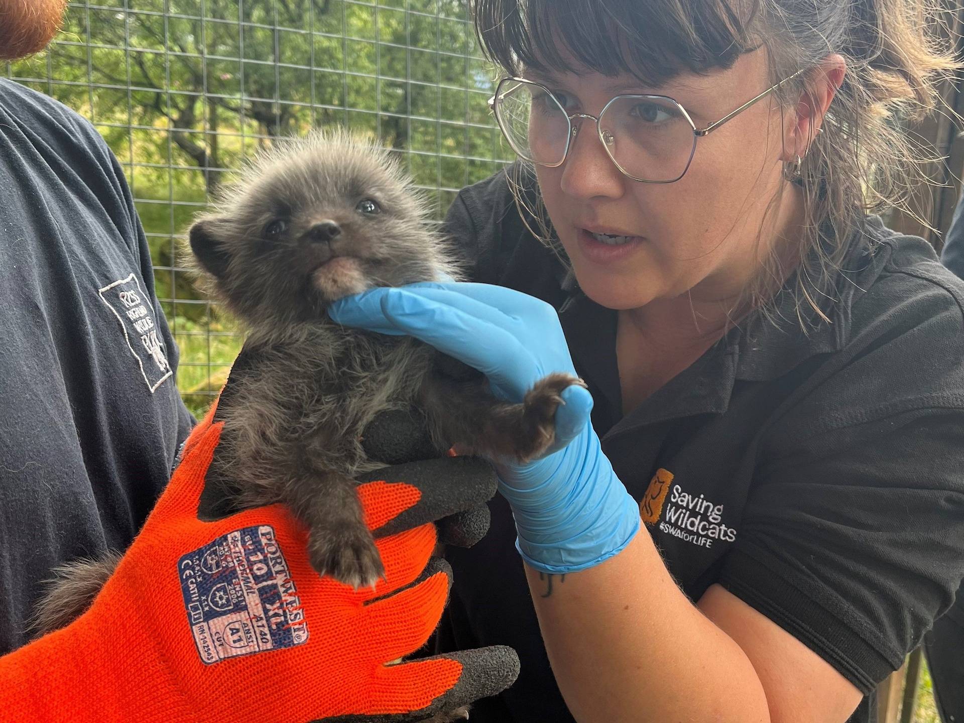 Vet Rebecca Amos doing health check of arctic fox pup held by keeper wearing orange gloves

Image: 2023