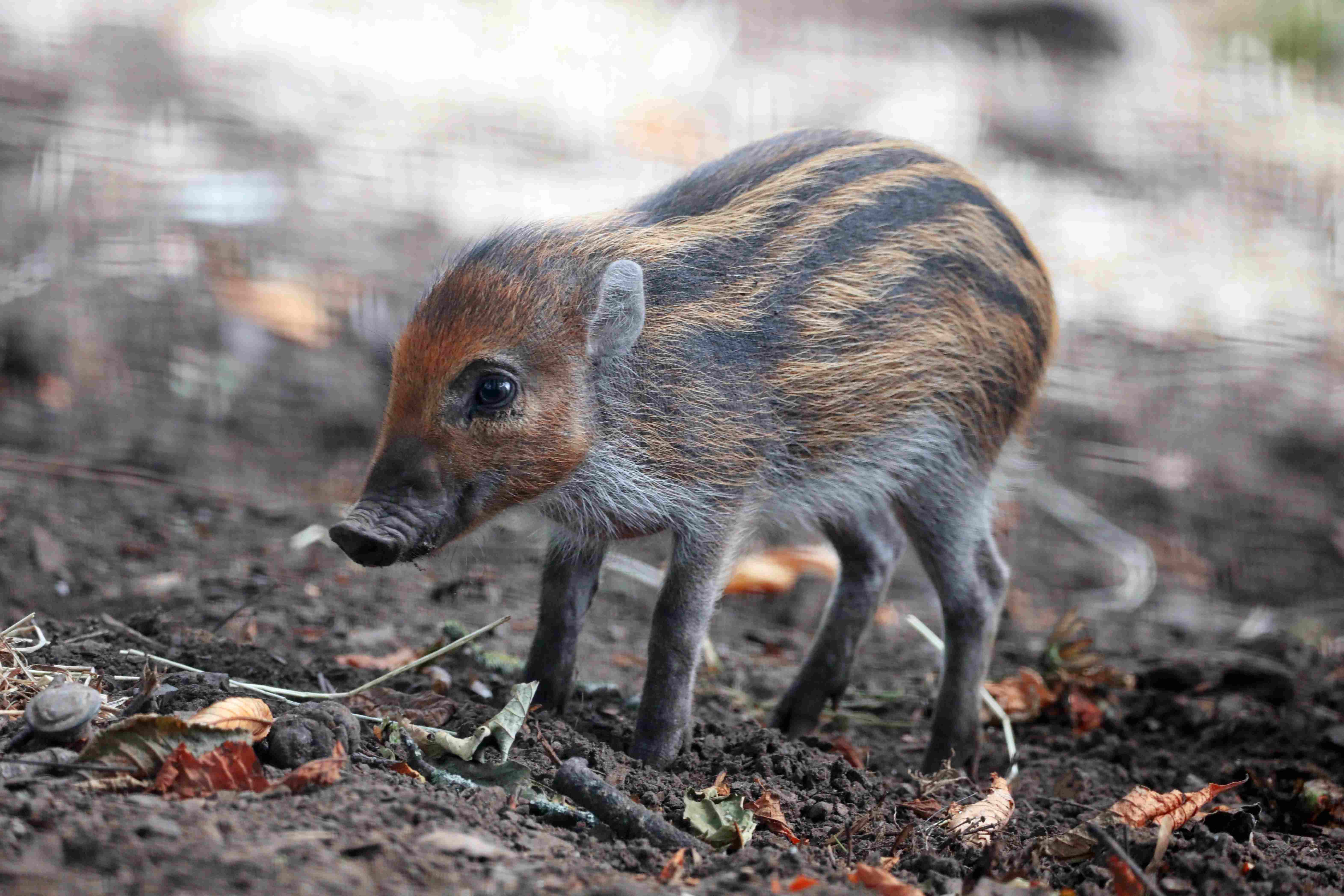 Visayan warty piglet first time outside in enclosure

Image: AMY MIDDLETON 2023