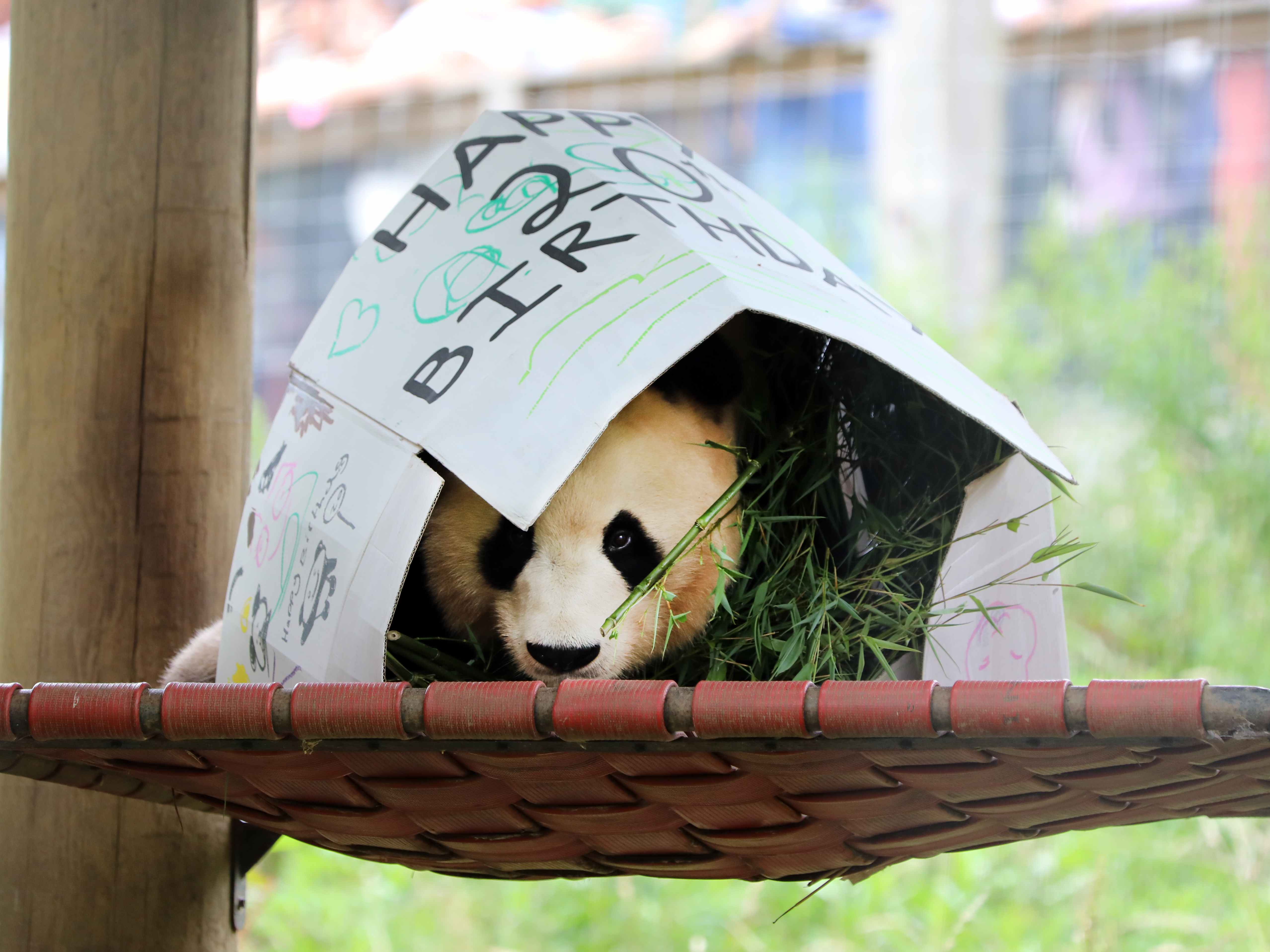 Giant panda Yang Guang playing in birthday box decorated by children supported by Edinburgh Children's Hospital Charity ECHC

Image: RHIORDAN LANGAN-FORTUNE 2023