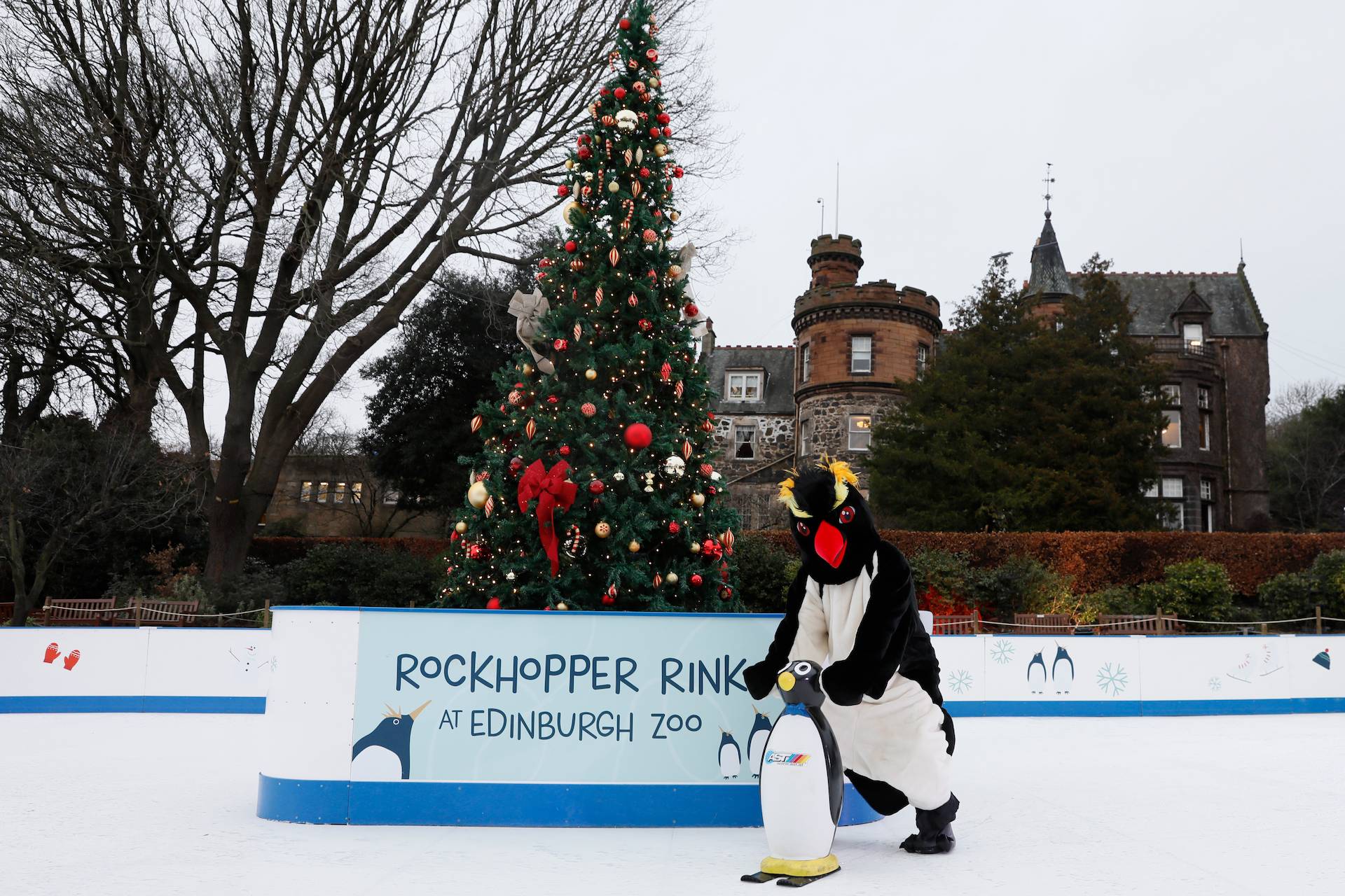 Rockhopper mascot skating on rink in front of Christmas tree in December 

Image: LAURA MOORE 2023