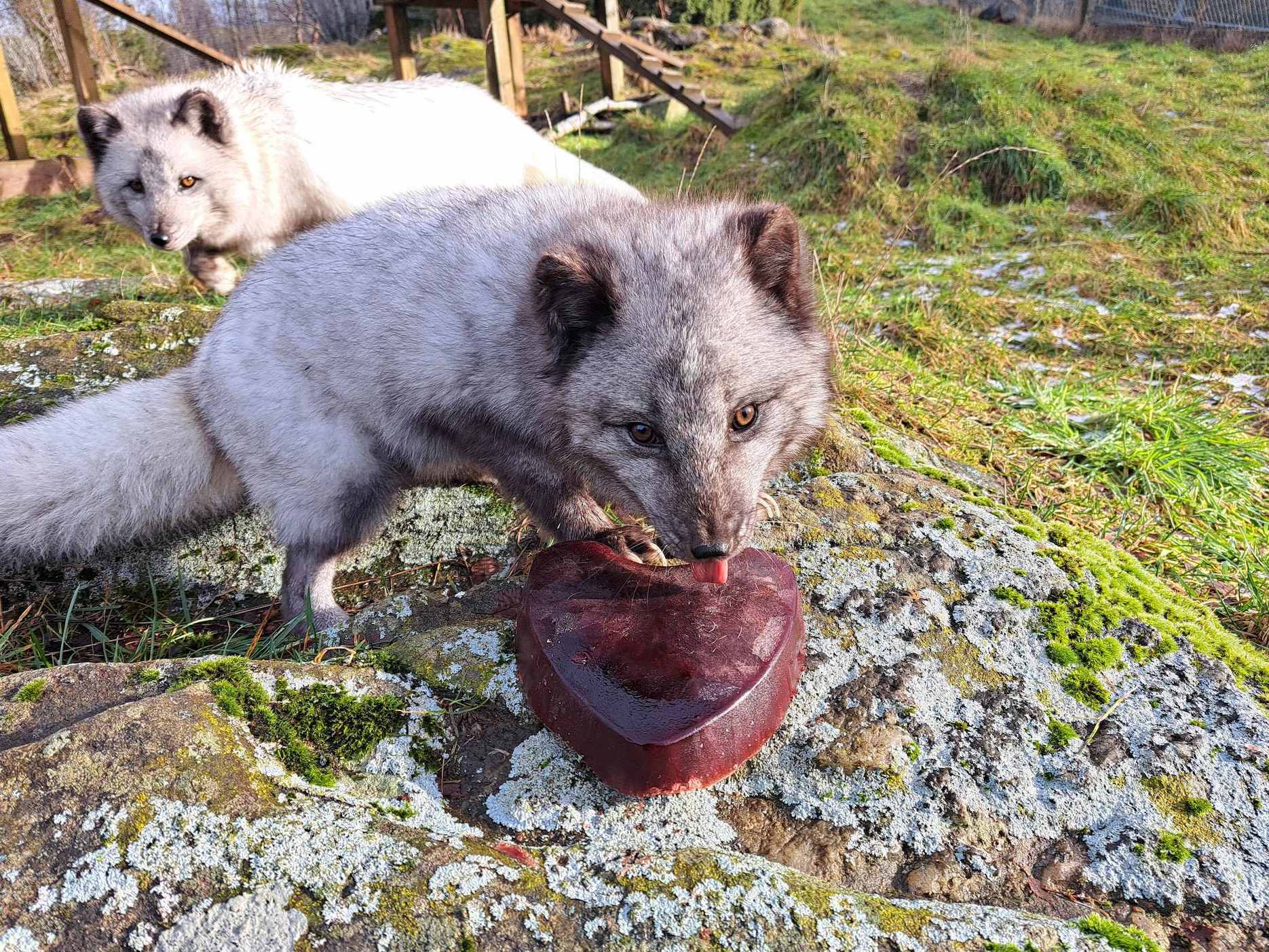Arctic foxes Jack and Sarah enjoying frozen blood heart for valentines enrichment

Image: VICKIE LARKIN 2023