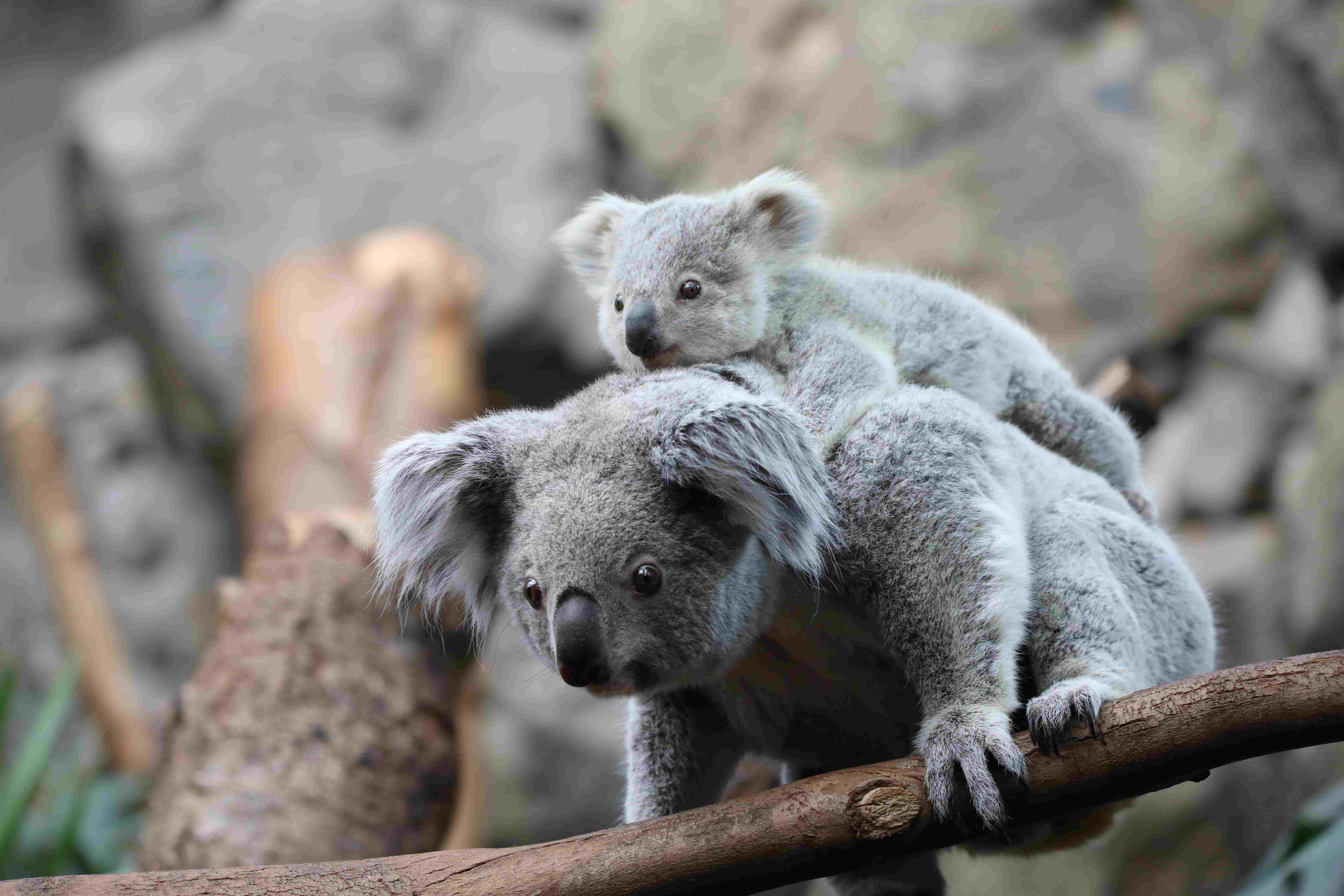 Queensland koala Inala with joey on her back 

Image: AMY MIDDLETON 2023