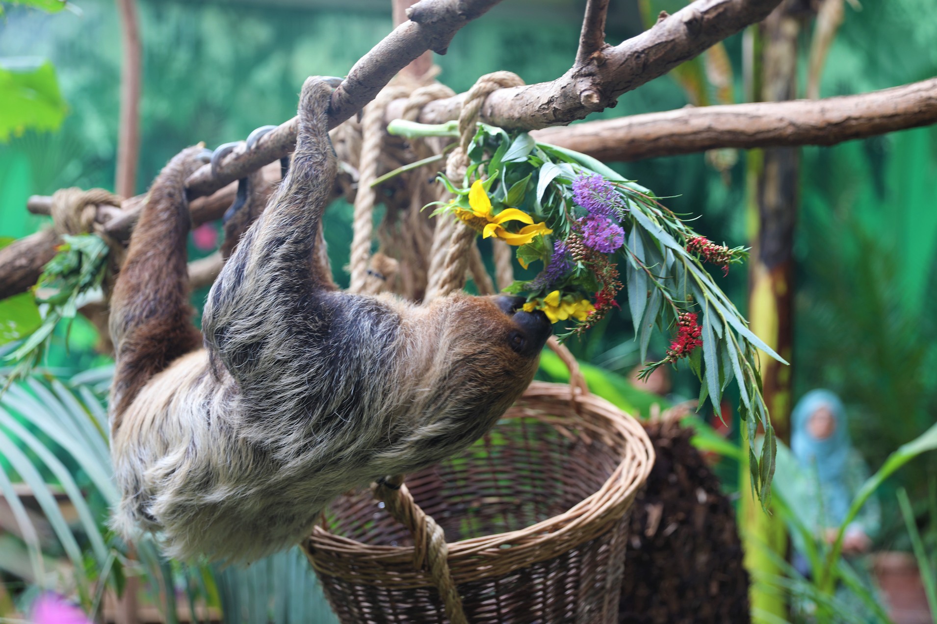 Sloth Mo hanging upside down eating flower boquet hanging on tree

Image: AMY MIDDLETON 2022